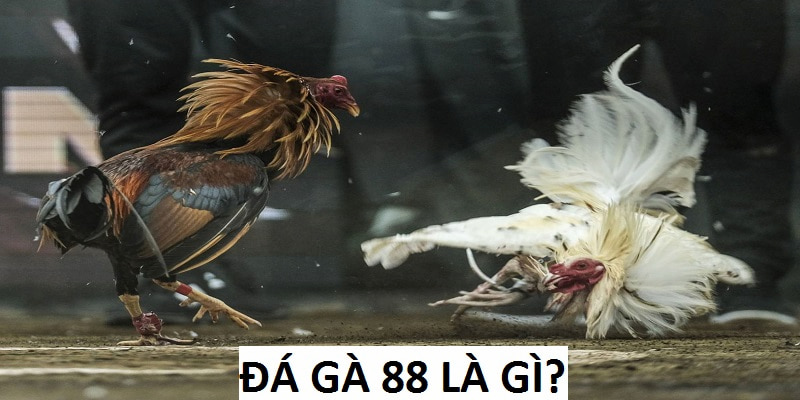 Sơ lược về đá gà 88