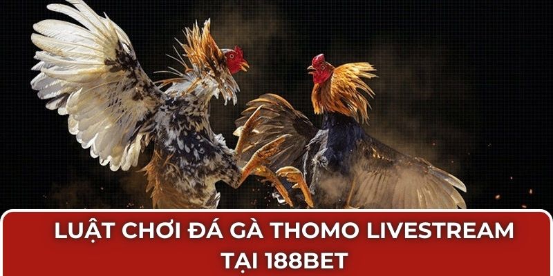 Luật chơi đá gà thomo