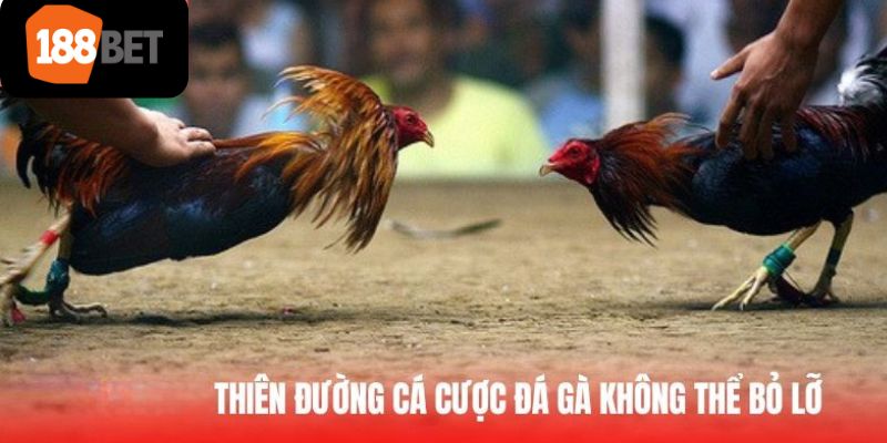 Những lợi ích khi tham gia đá gà trực tuyến