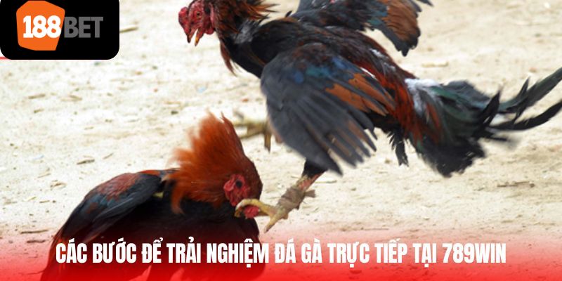 Các bước để trải nghiệm đá gà trực tuyến tại nền tảng game